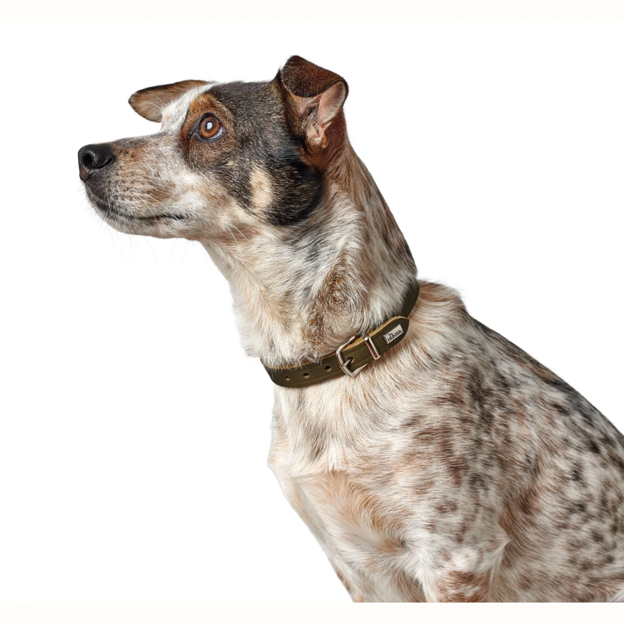 Hunter Aalborg Sport Oliven 37 hundehalsbånd - 28-33 cm